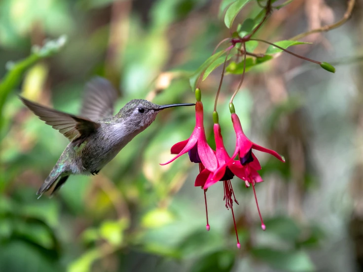 hummingbird flowers to plant