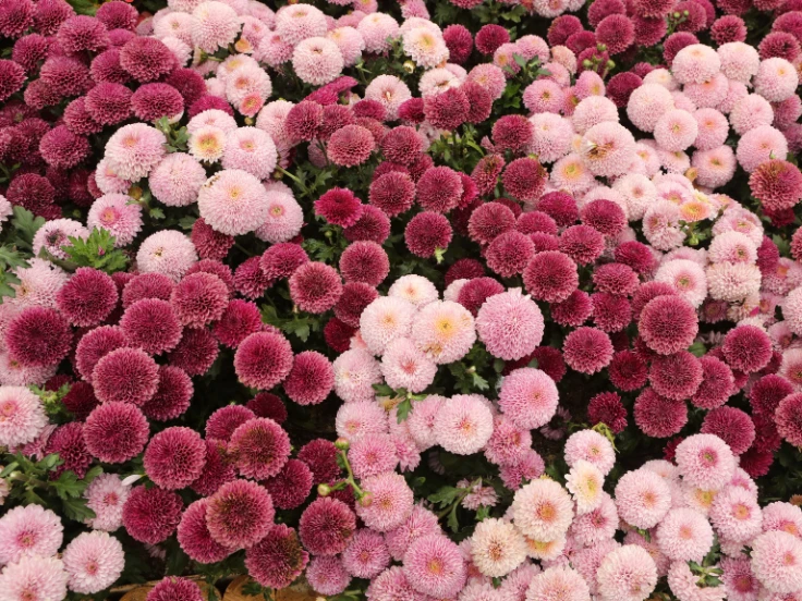 images of perennial plants