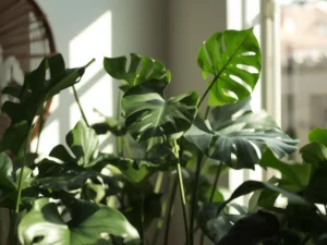 indoor plants big leaves