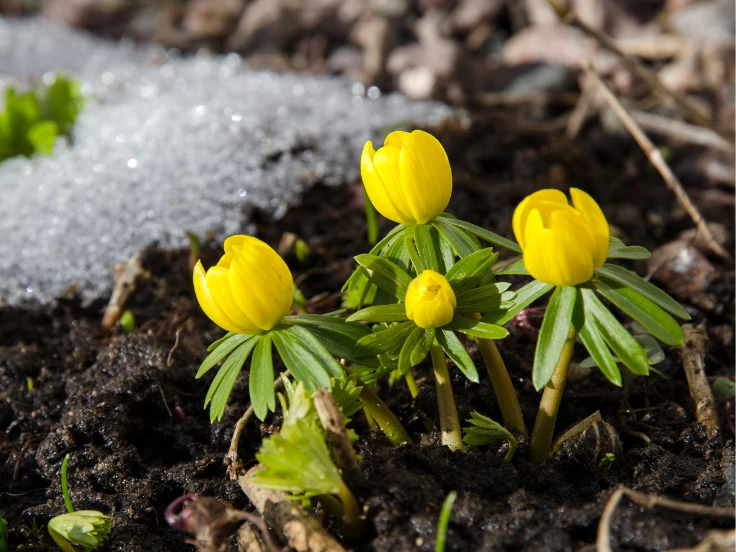 is it too early to plant flowers