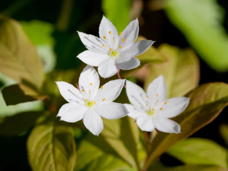 jalapeno pepper plant flowers