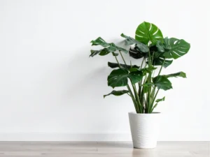 monstera plant care indoors