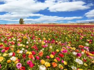 when to plant flowers for spring