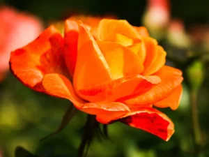 what is the most popular flower