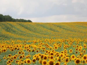 what flowers to plant in august