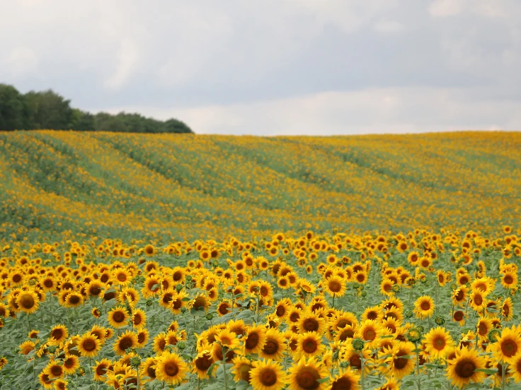 what flowers to plant in august