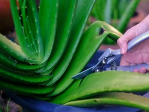 pruning aloe vera plant
