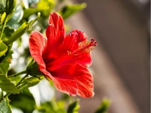 why is my hibiscus plant not flowering