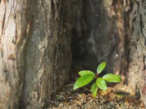 what is the easiest plant to grow