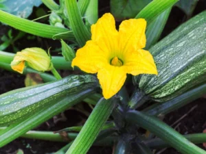 zucchini plant male flowers