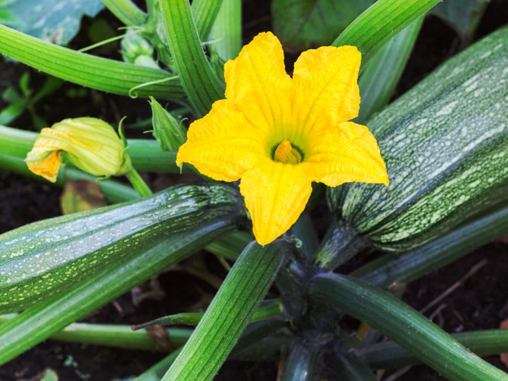 zucchini plant male flowers
