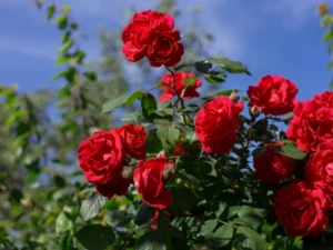 what flowers to plant with roses