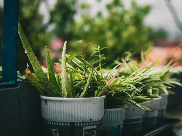 how to grow aloe vera indoors