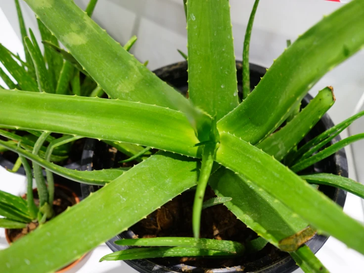 aloe vera care instructions