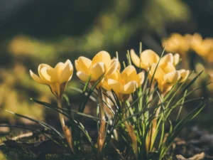 yellow flowered strawberry plants