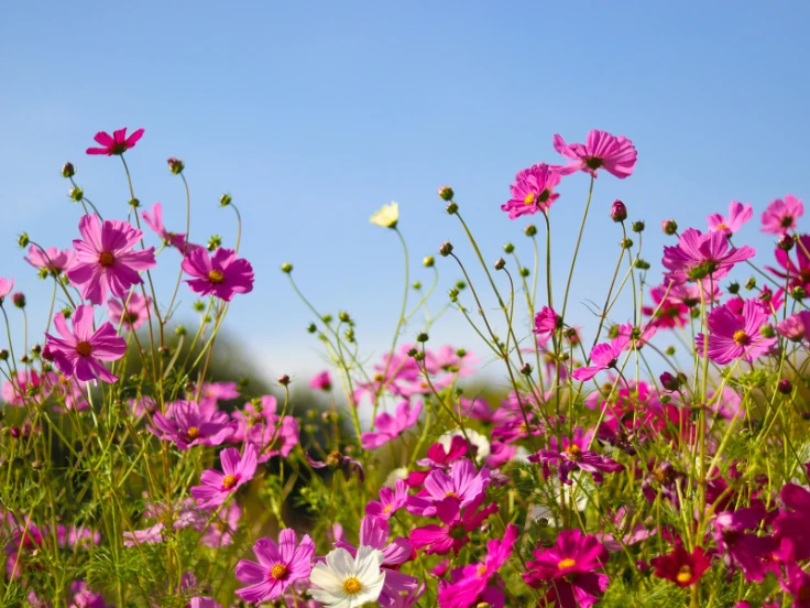 perennial flowers afternoon sun