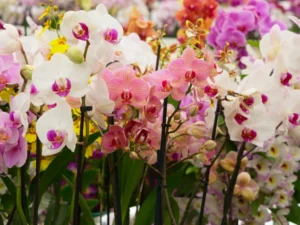 orchid plant losing flowers