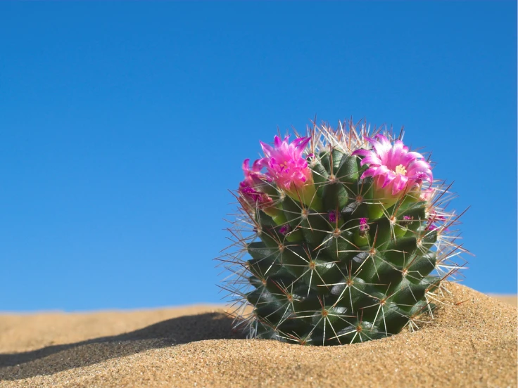 pictures of flowering cactus plants