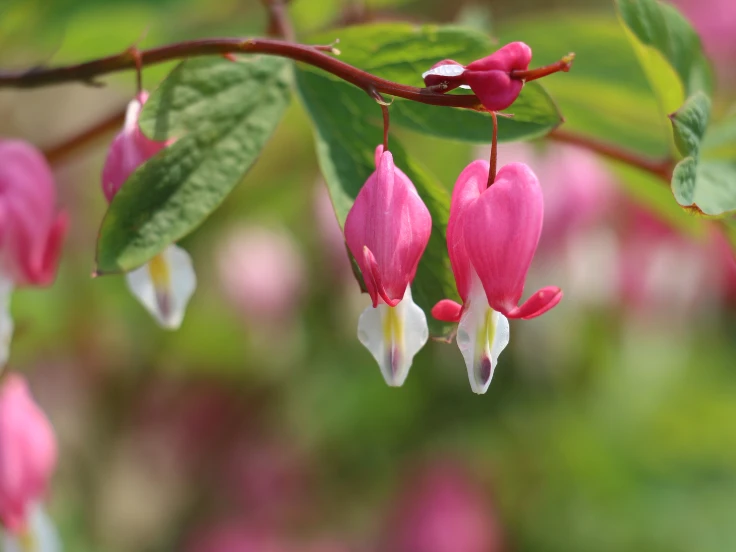plant with heart shaped flowers