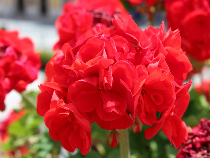plants with large flowers