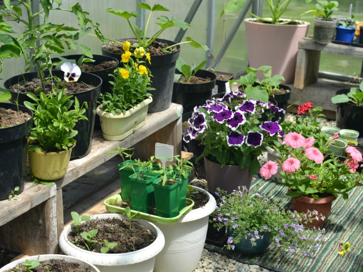 potted plants and flowers