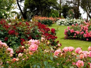 summer plants for garden