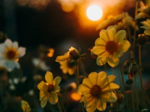 tall plant with yellow flowers