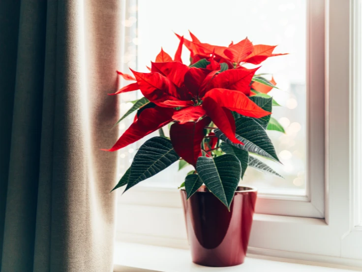 traditional christmas flowers and plants