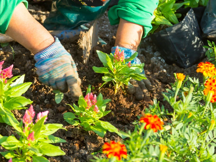 what flowers to plant in april