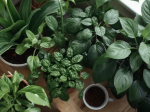 what indoor plants like coffee grounds