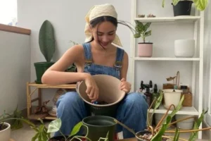 How to Care for an Indoor Plant: