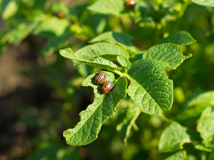 what is a agricultural pest