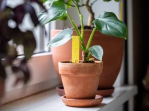 how to get rid of gnats indoors plants