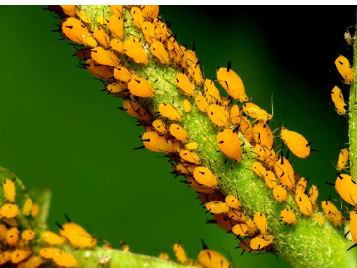 tiny yellow insects on plants