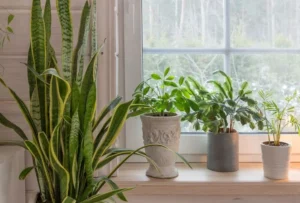 Indoor Plants That Like Direct Sunlight: