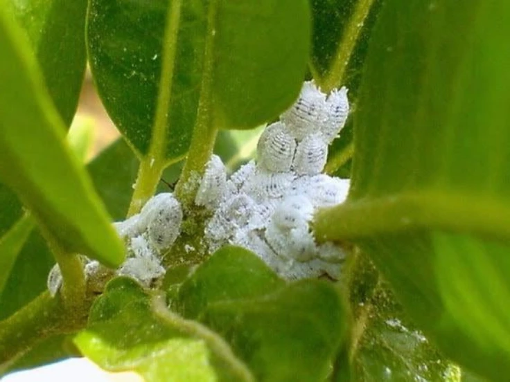 small white bugs in houseplant soil