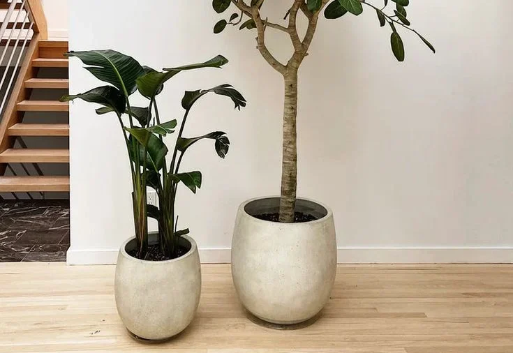 House Plant Trees Low Light:
