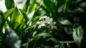House Plants With White Blooms