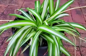 What Are Spider Plants Good For?
