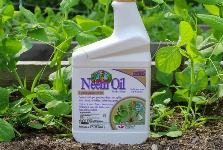 Will Neem Oil Kill Fleas?