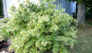 House Plants That Smell Good: