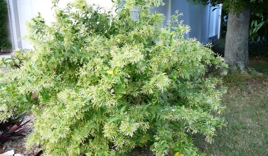 House Plants That Smell Good: