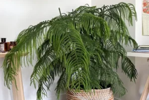 Norfolk Island Pine Indoor Plant Care Guide