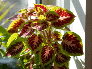 coleus plant indoor benefits