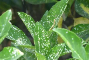 Indoor Plants Scale Insects: