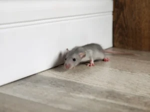 how much does pest control cost for mice