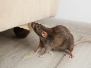 how much is pest control for mice