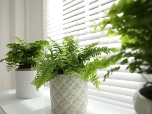 indoor house plants ferns