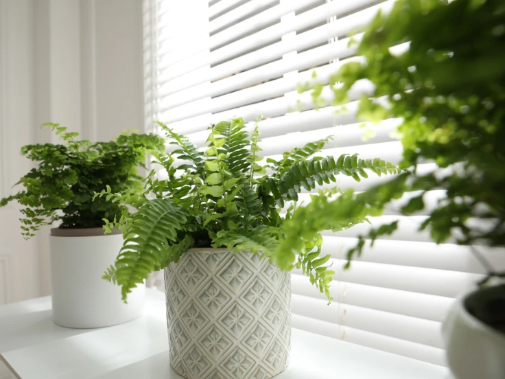 indoor house plants ferns