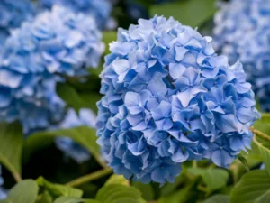 indoor hydrangea plant care